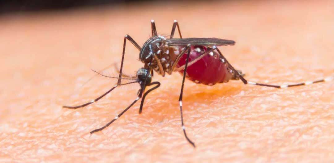 Patogenese malaria - Doutor Aprende